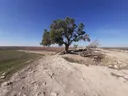 Nagila